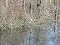 Egret